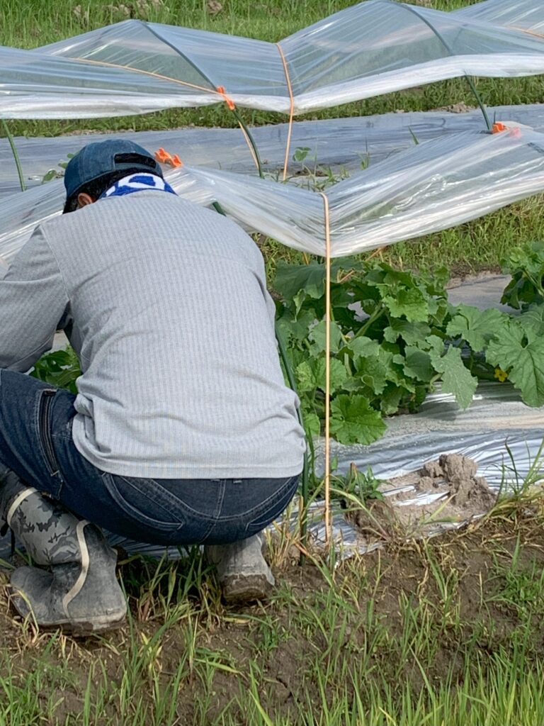 師匠が剪定