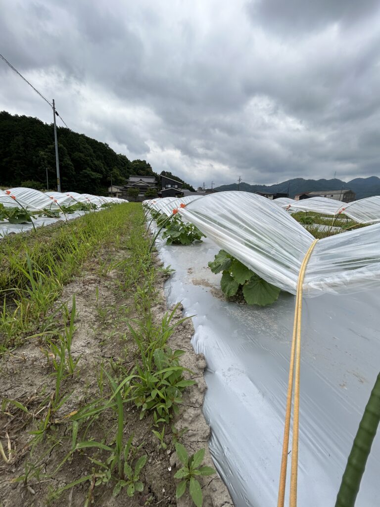 トンネルとハミウリ